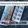 African Black Ant 39